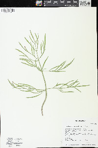 Lomatium brevifolium image