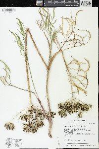 Lomatium brevifolium image