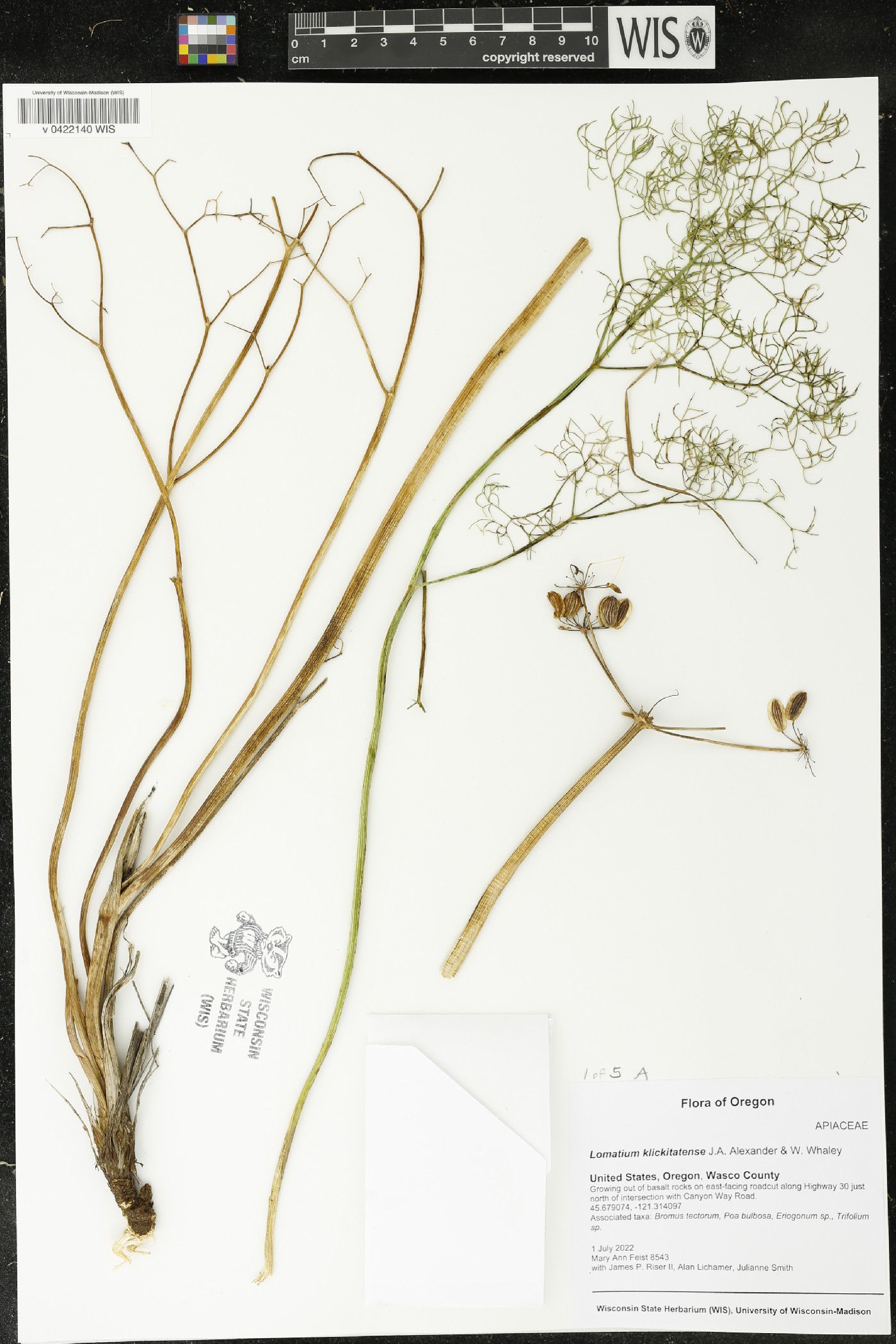 Lomatium klickitatense image