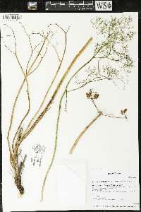 Lomatium klickitatense image