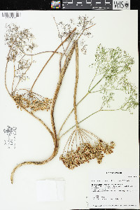 Lomatium klickitatense image