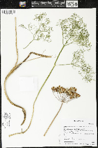 Lomatium klickitatense image