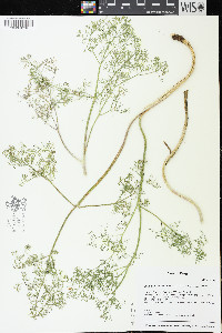 Lomatium klickitatense image