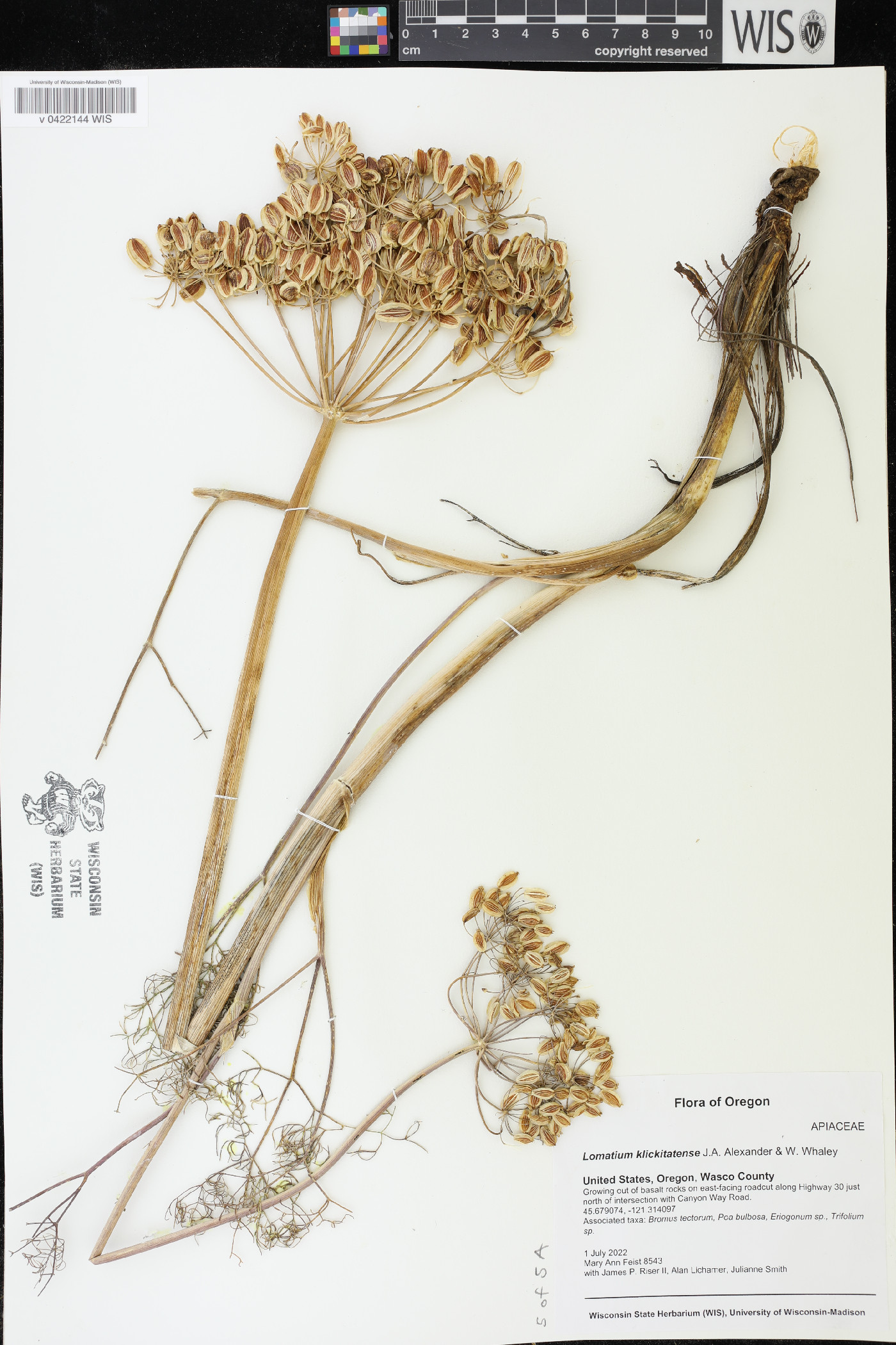 Lomatium klickitatense image