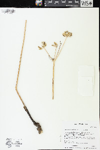 Lomatium brevifolium image