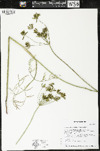 Lomatium brevifolium image