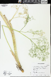 Lomatium klickitatense image