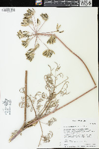 Lomatium brevifolium image