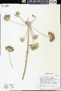Lomatium brevifolium image