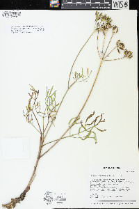 Lomatium brevifolium image