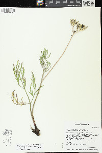 Lomatium brevifolium image