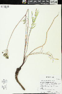 Lomatium brevifolium image