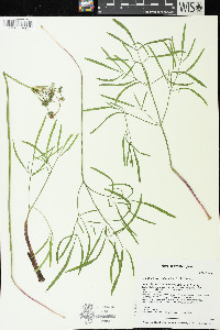 Lomatium brevifolium image