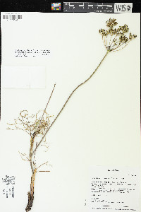 Lomatium brevifolium image
