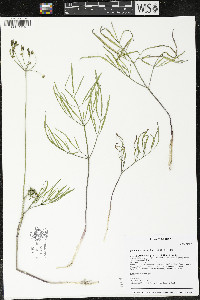 Lomatium brevifolium image