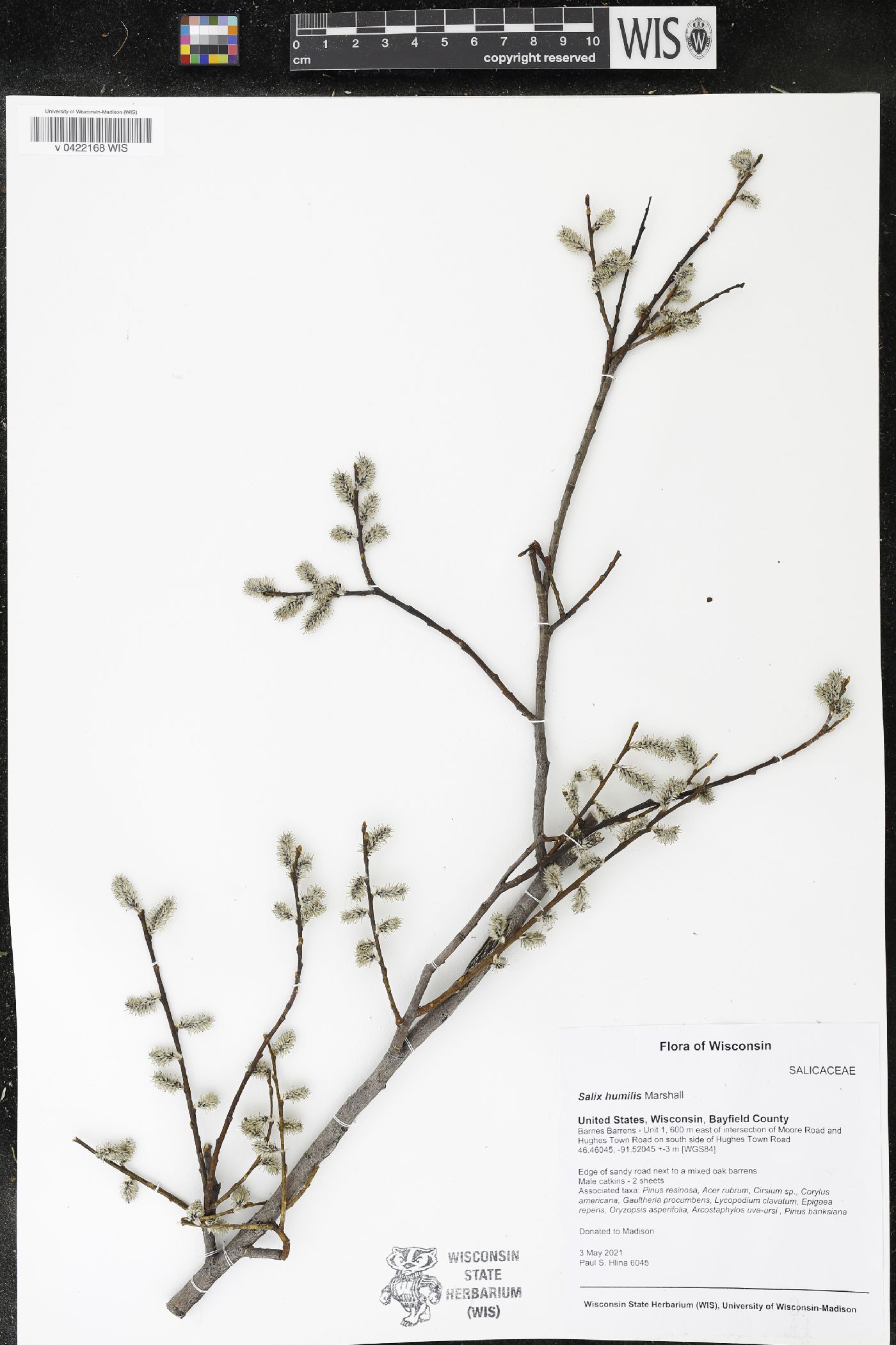 Salix humilis image
