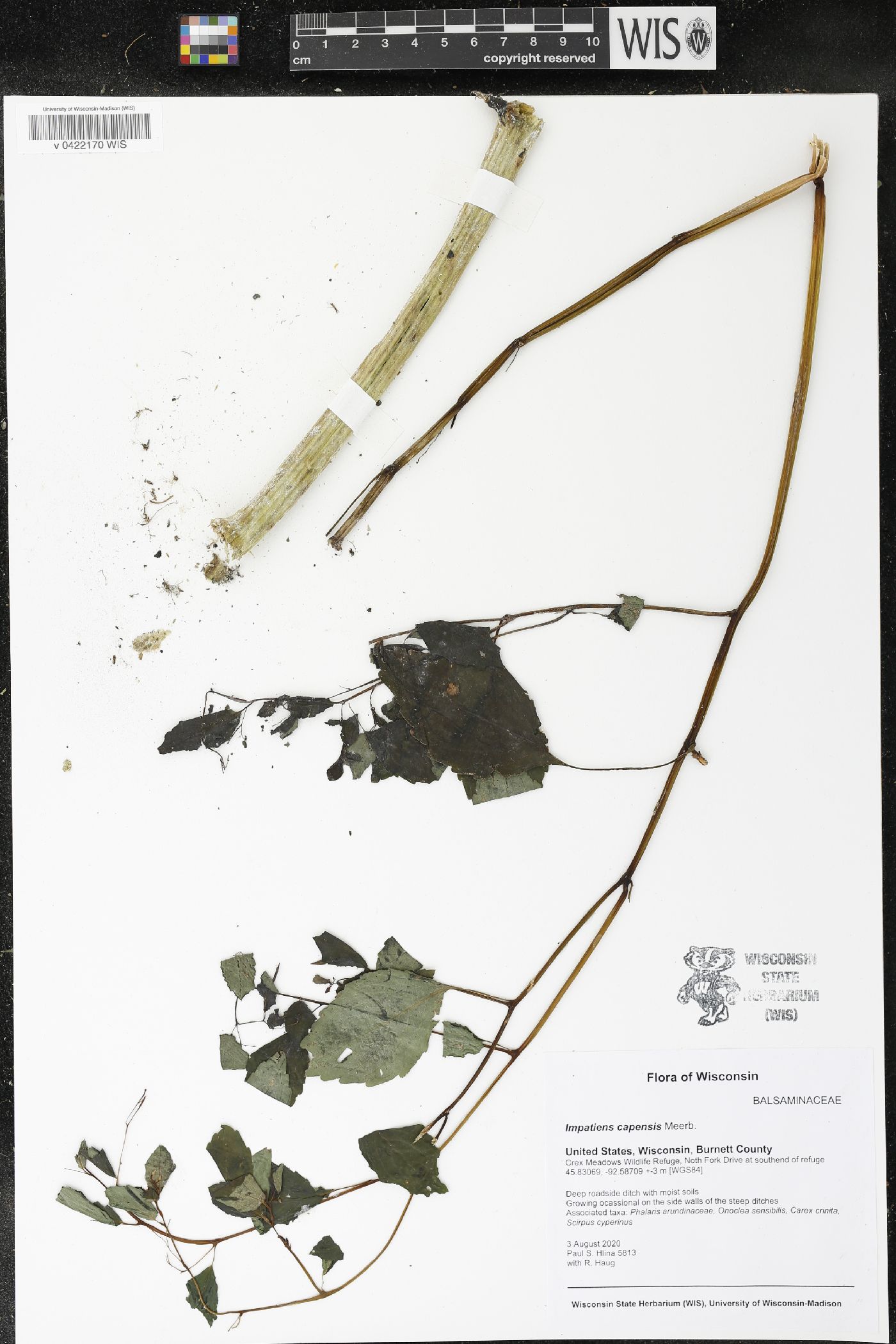 Impatiens capensis image