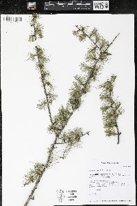 Larix laricina image