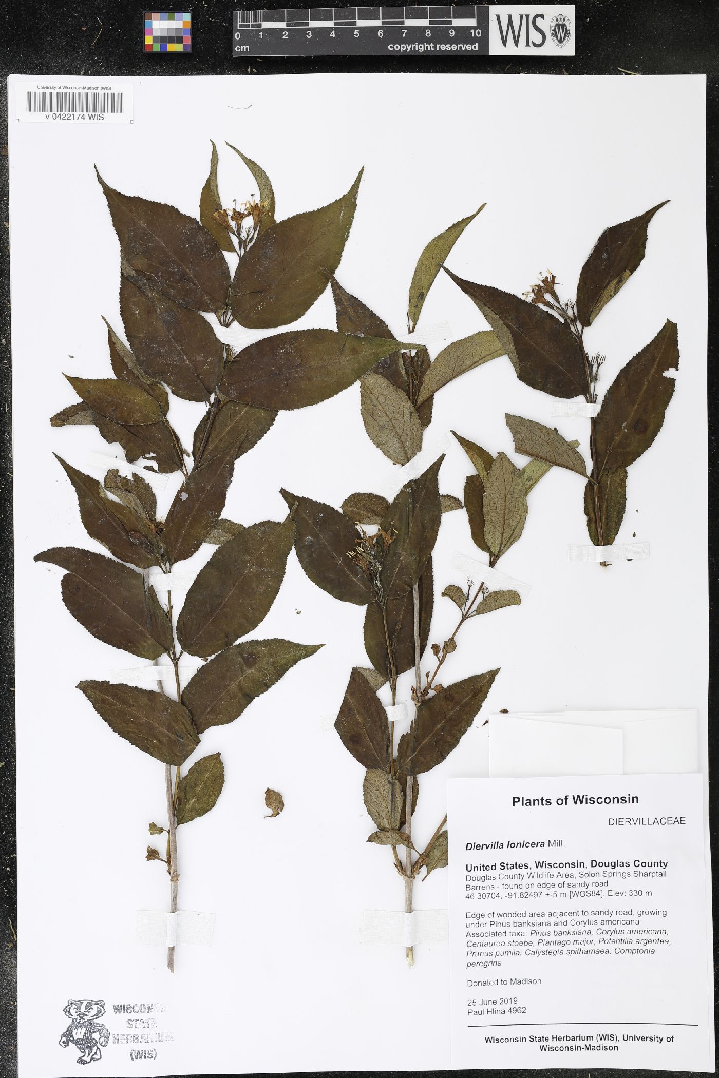 Diervilla lonicera image
