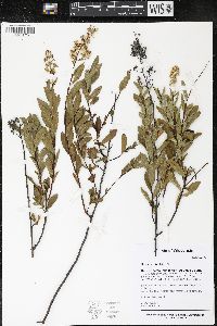 Spiraea alba image