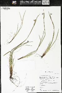 Sisyrinchium montanum image