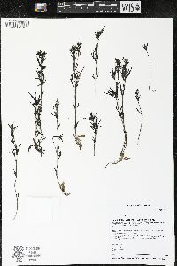 Houstonia longifolia image