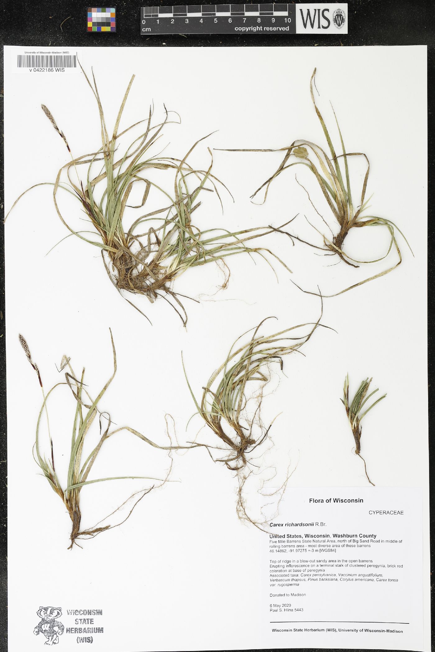 Carex richardsonii image