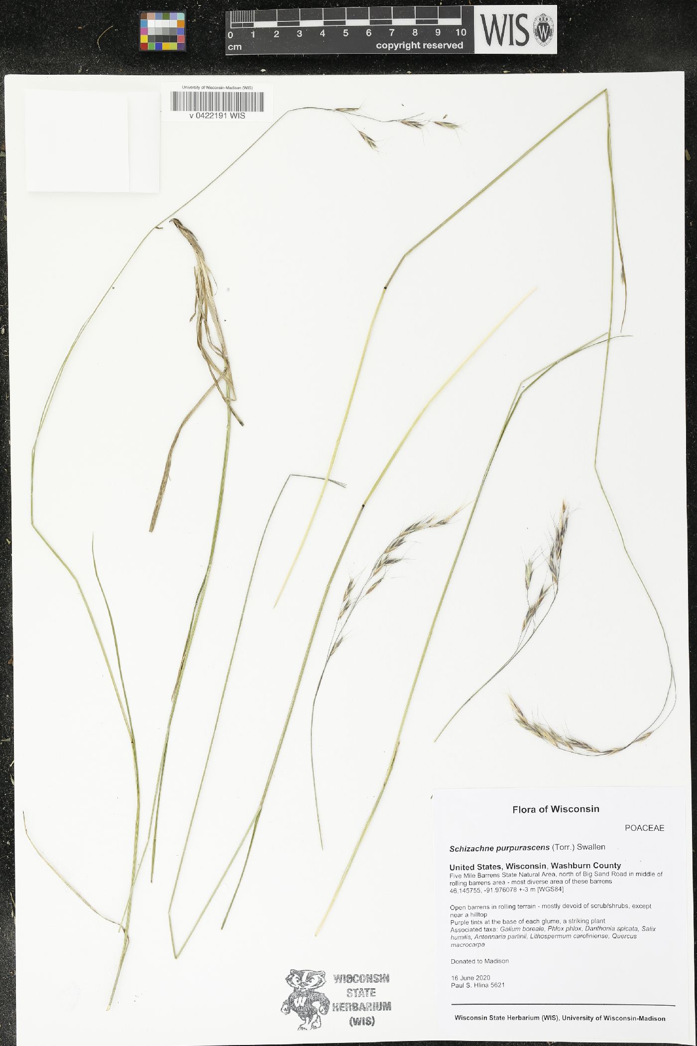 Schizachne purpurascens image