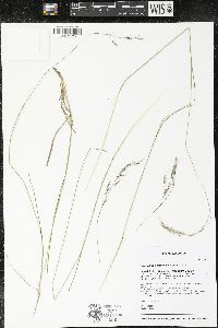 Schizachne purpurascens image