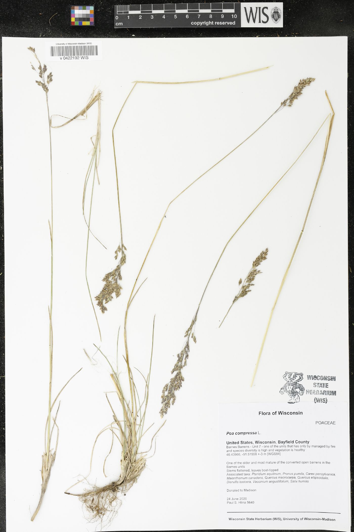 Poa compressa image