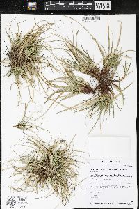 Carex tonsa image