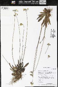 Hieracium caespitosum image