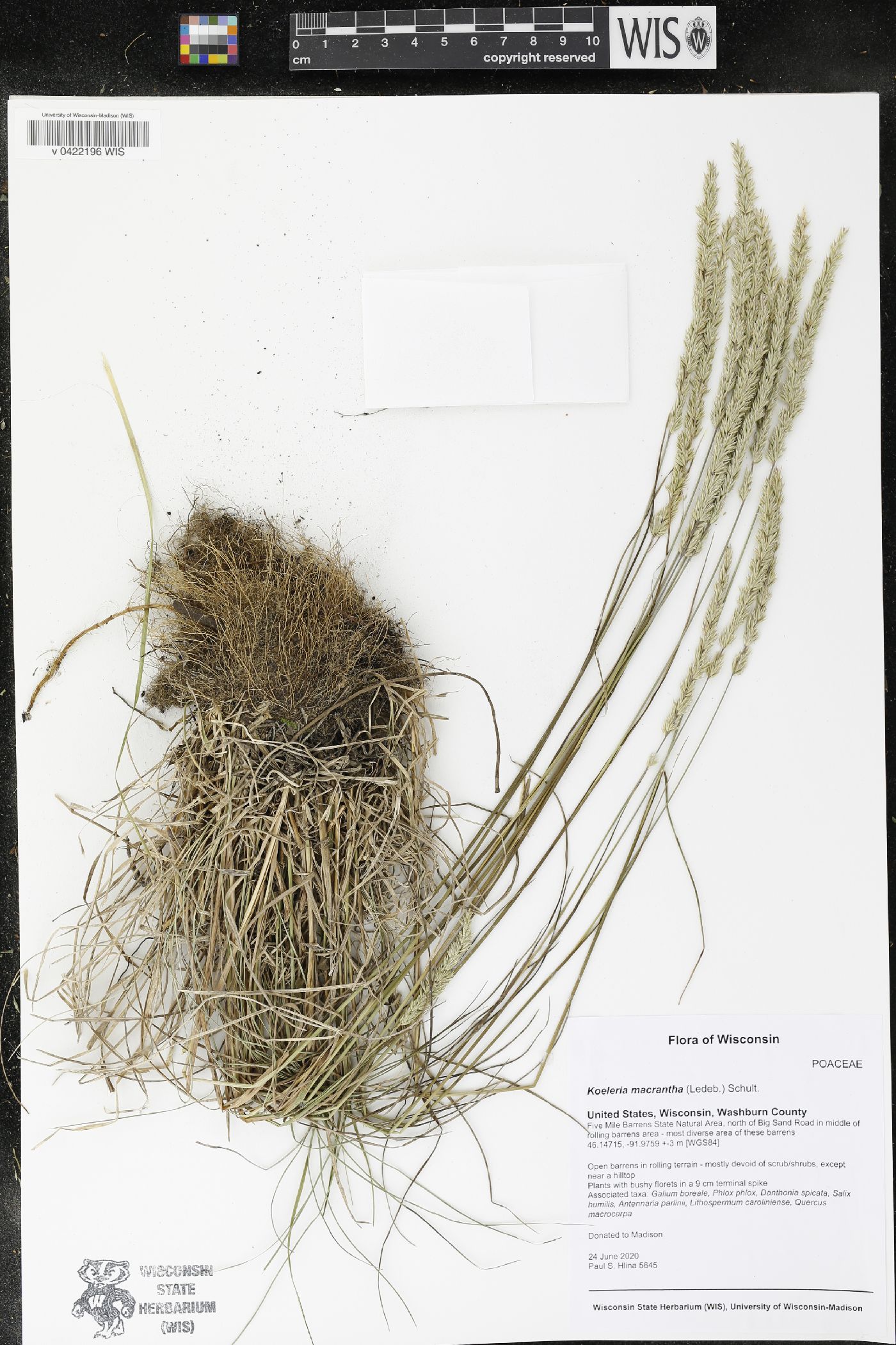 Koeleria macrantha image