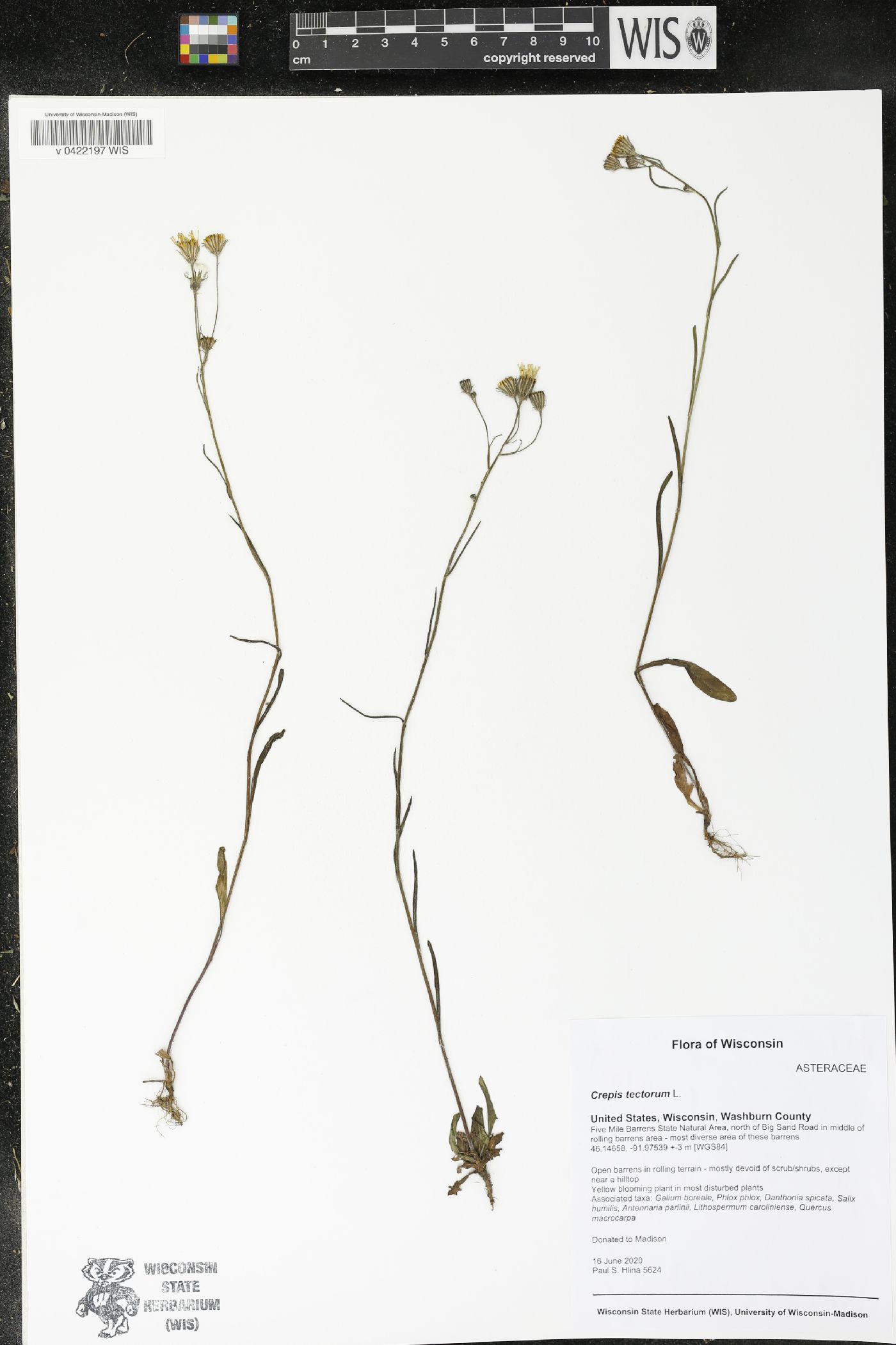 Crepis tectorum image
