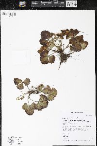 Waldsteinia fragarioides image
