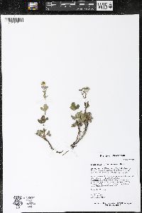 Sibbaldiopsis tridentata image