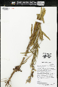 Oenothera oakesiana image