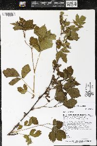 Rubus hispidus image