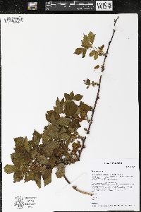 Rubus hispidus image
