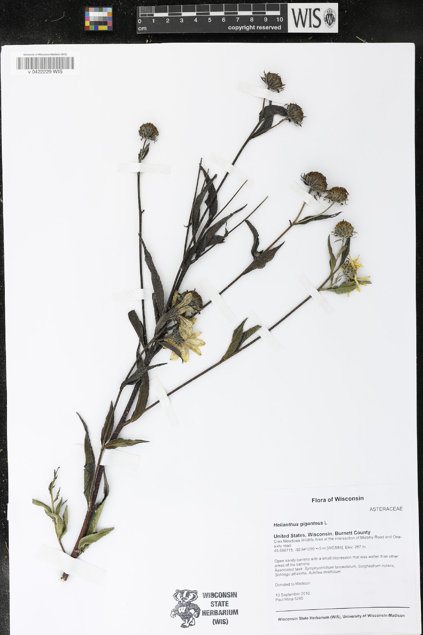 Helianthus giganteus image