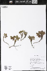 Sibbaldiopsis tridentata image