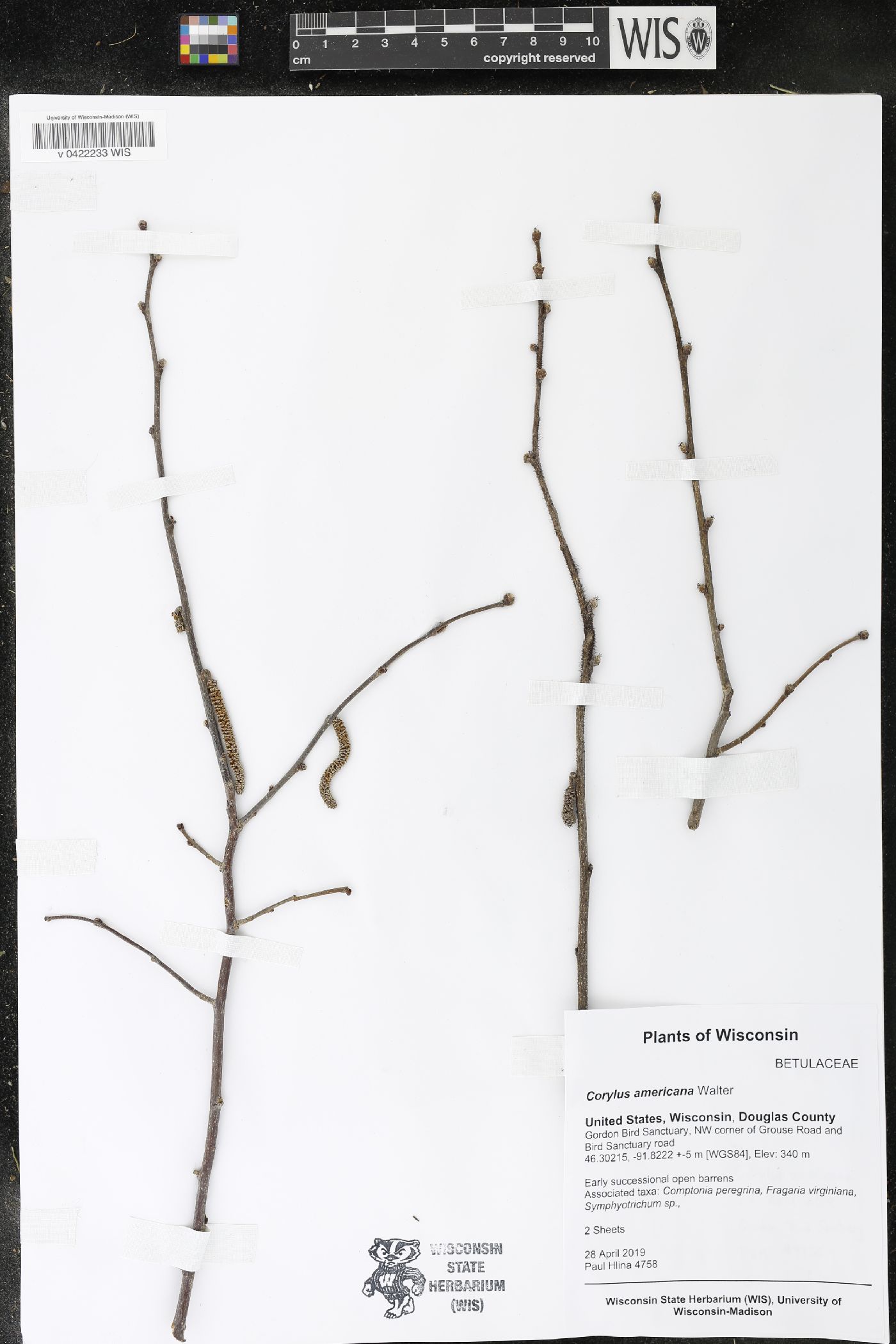 Corylus americana image