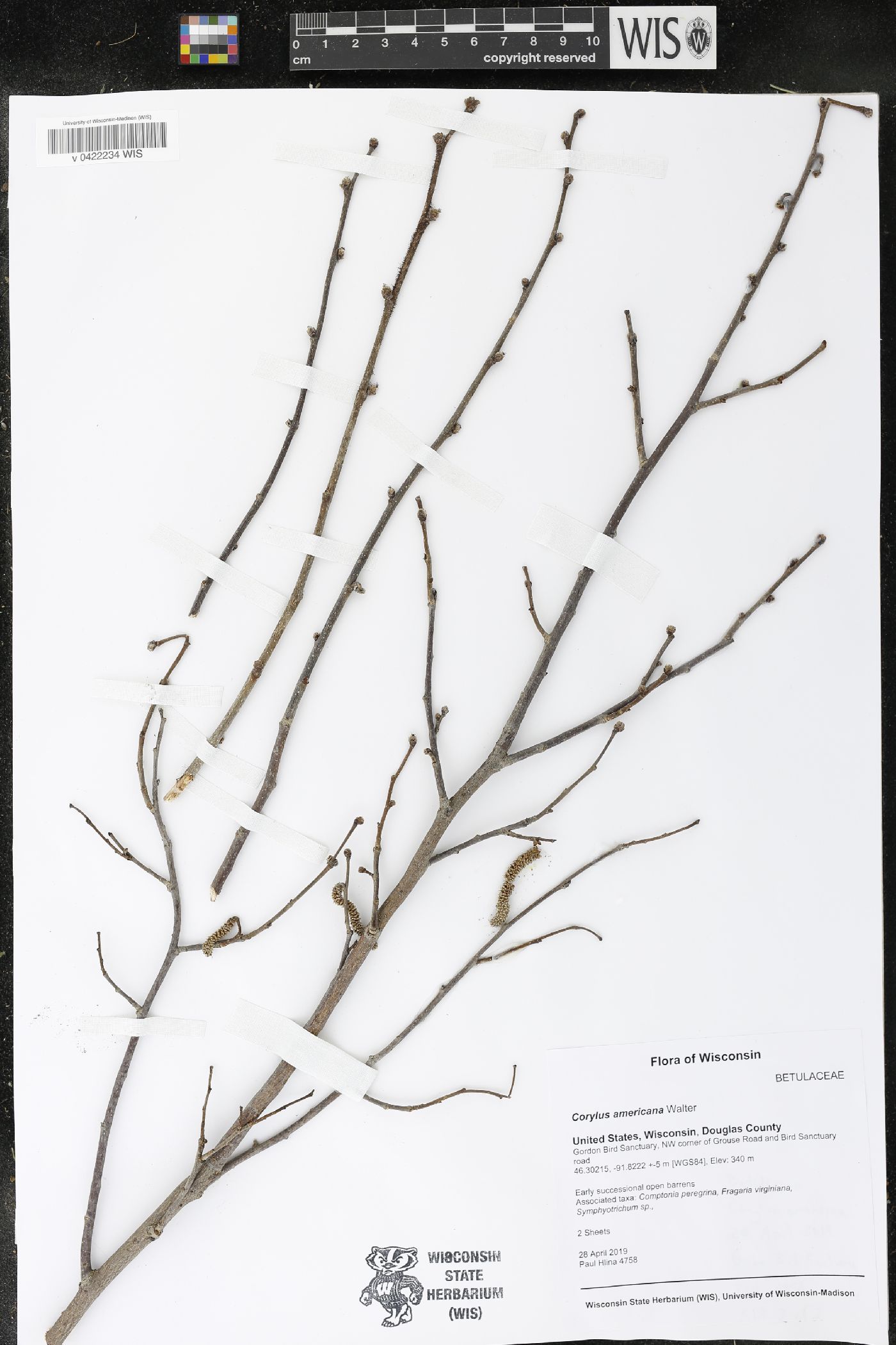 Corylus americana image