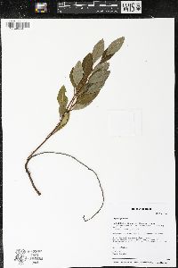 Prunus pumila image