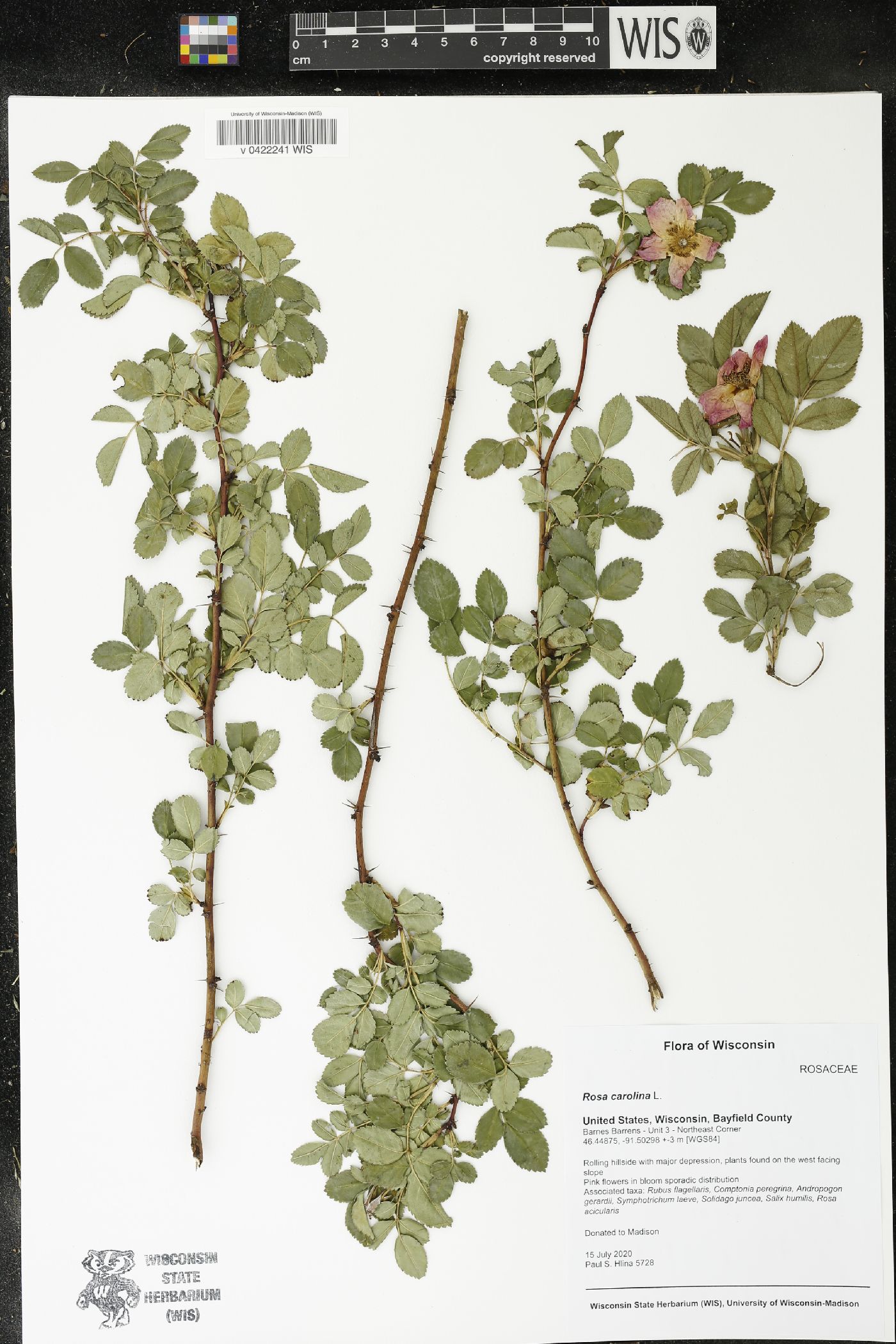 Rosa carolina image
