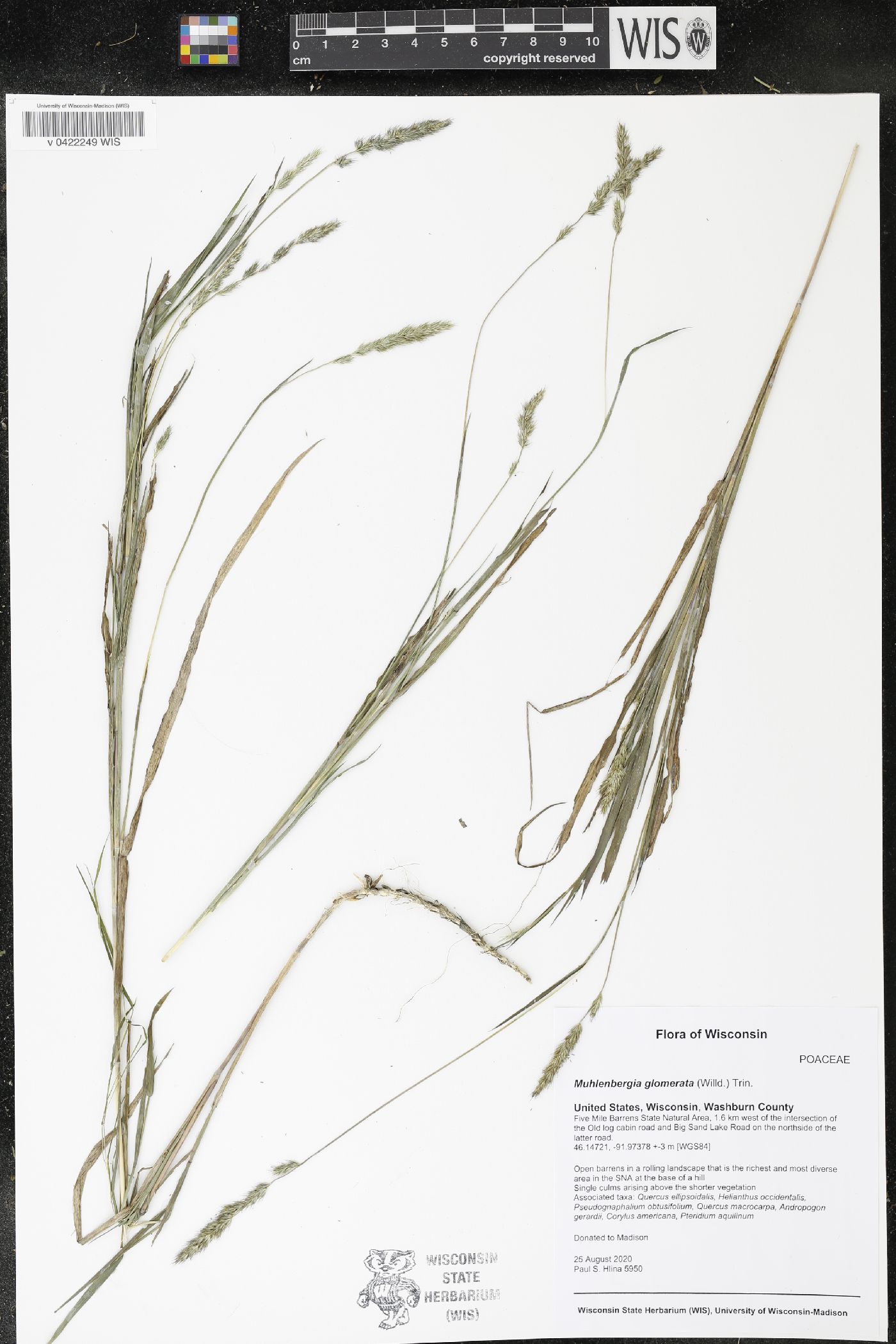 Muhlenbergia glomerata image