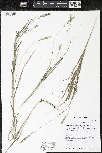 Muhlenbergia glomerata image