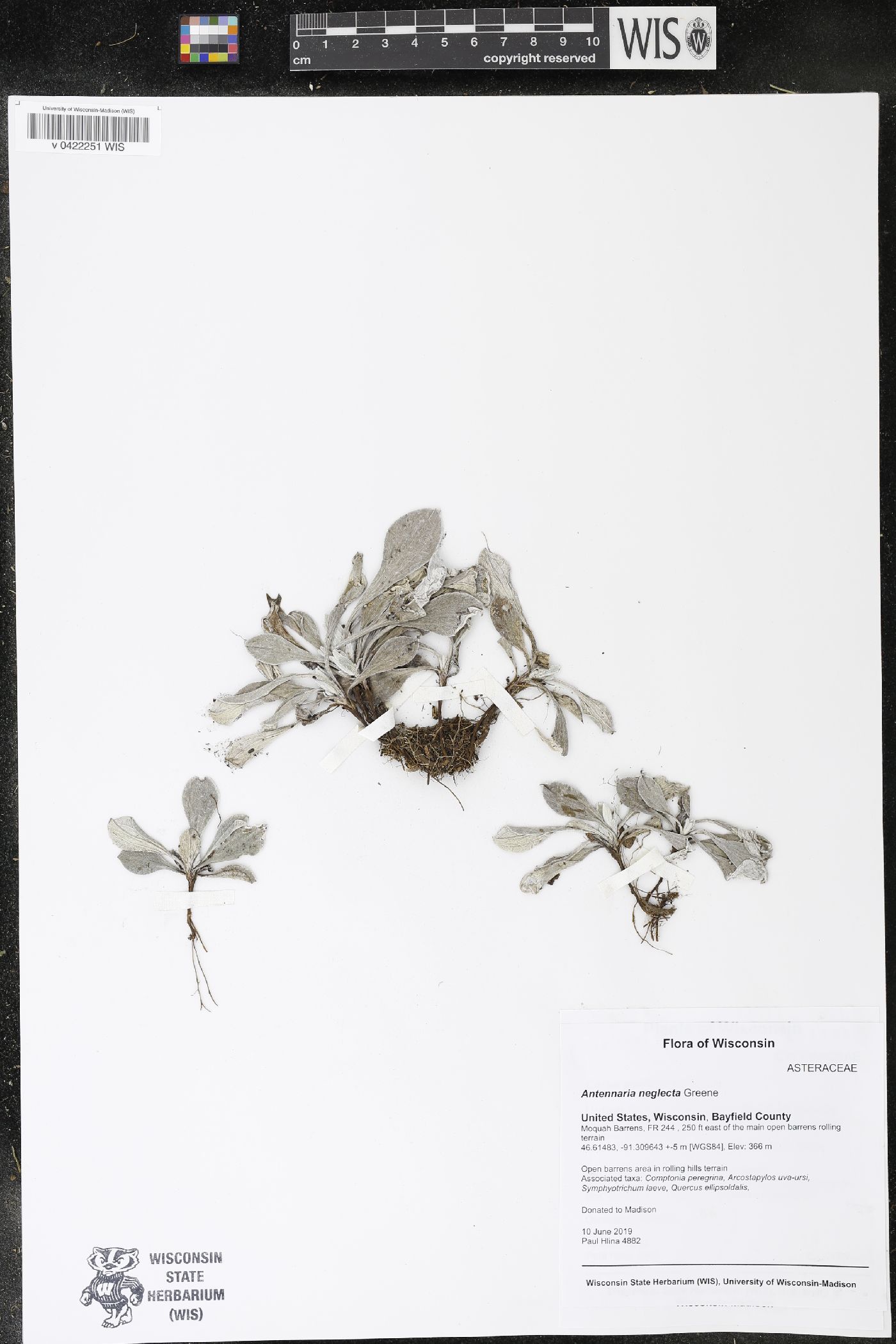 Antennaria neglecta image
