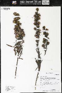 Liatris aspera image