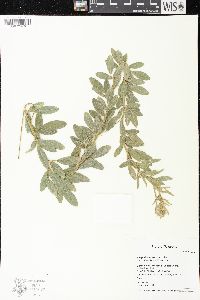 Lespedeza capitata image